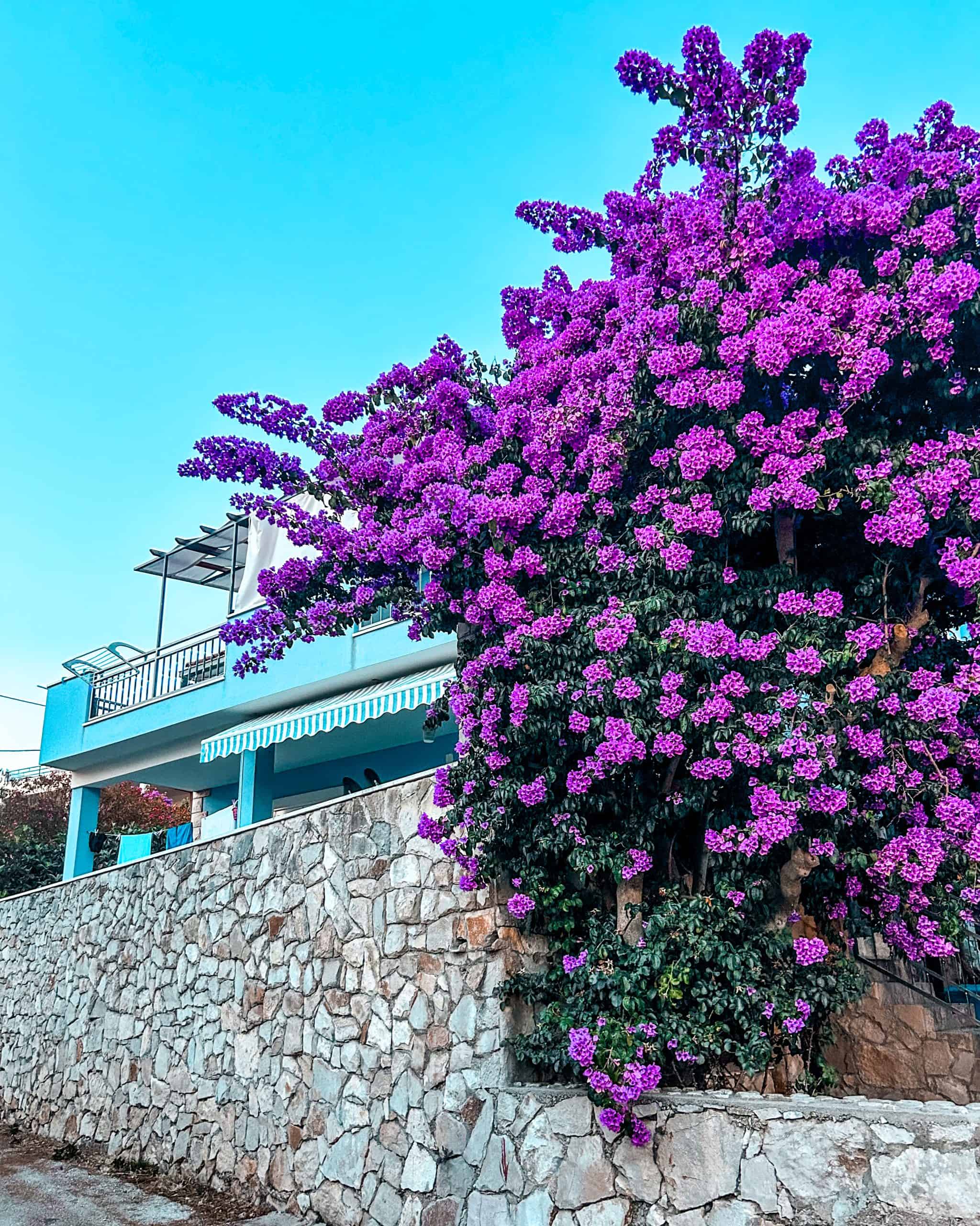 9 days in Croatia Bright purple flowers against a stone wall and the a blue house and blue sky in Maslinica, Croatia