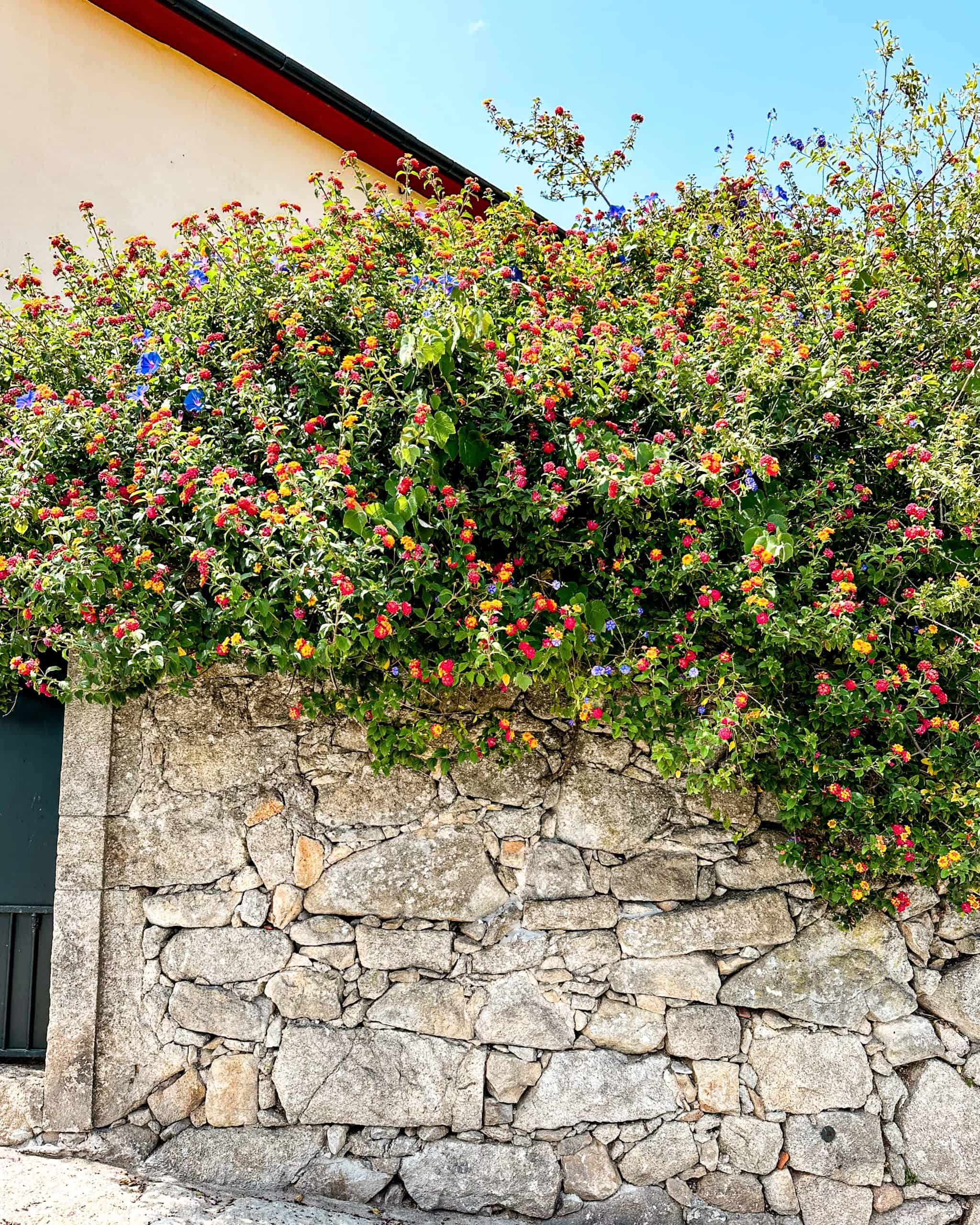 Stone wall with a bush full of colorful flowers in Porto, Portugal