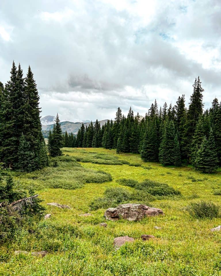 Alpine meadow and evergreen forest scenery near Vail, Colorado showcasing summer landscapes in the Rocky Mountains