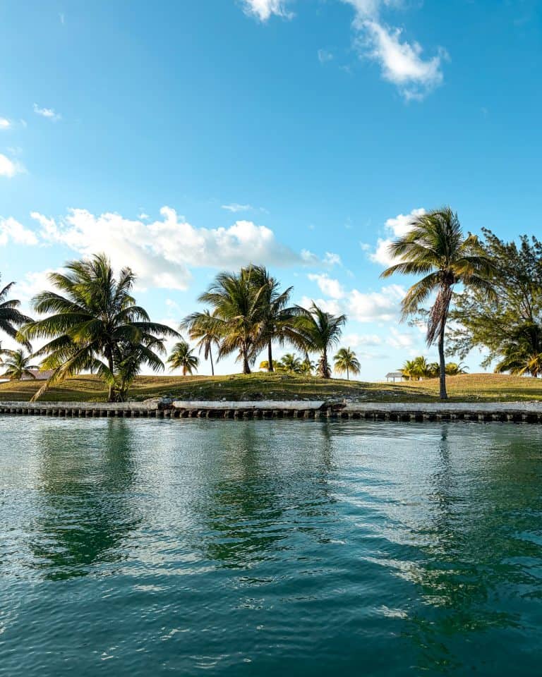 Bright blue water lapping a palm-lined shore under clear skies in Belize
