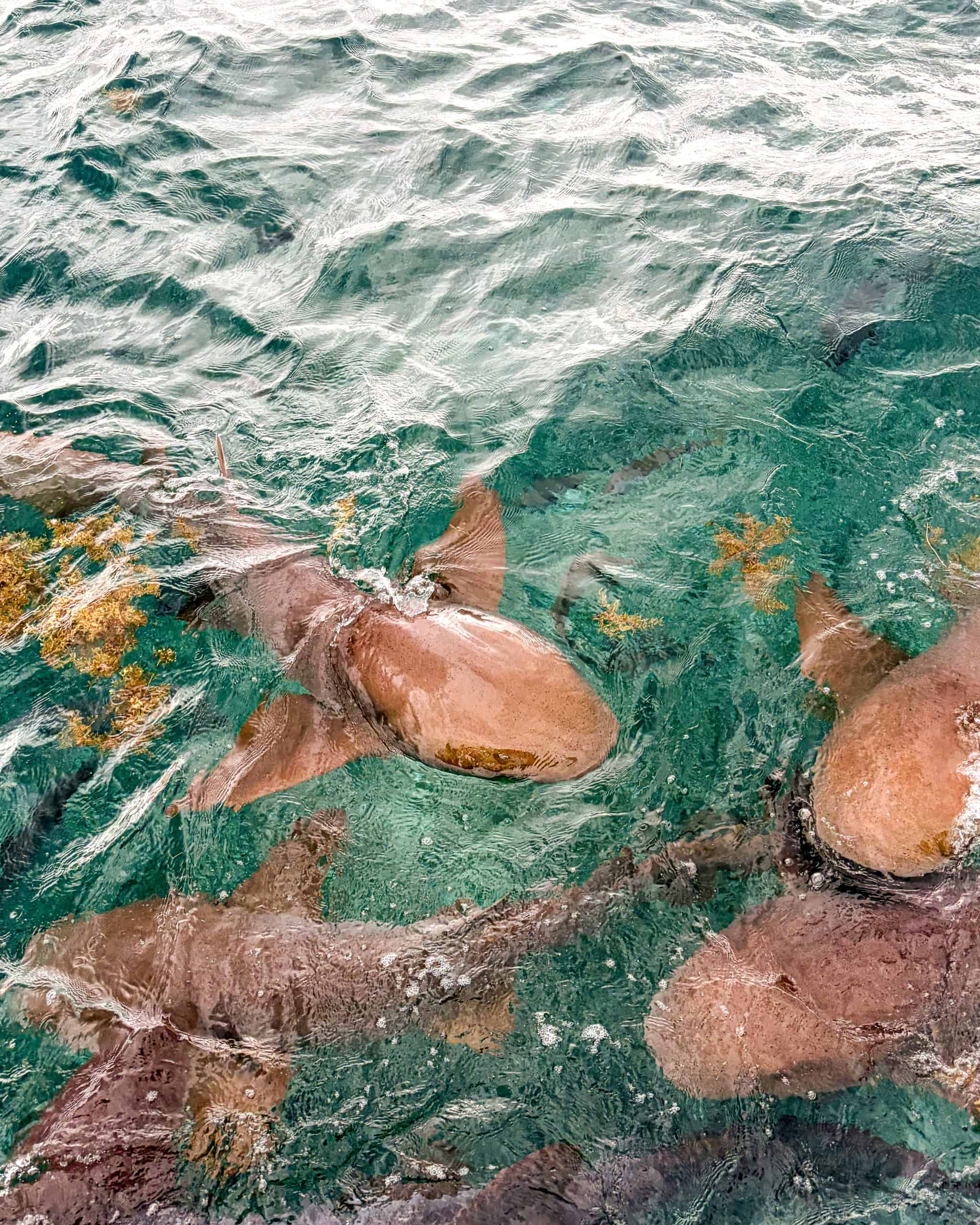 A few nurse sharks gliding in the ocean during a snorkeling trip in Belize